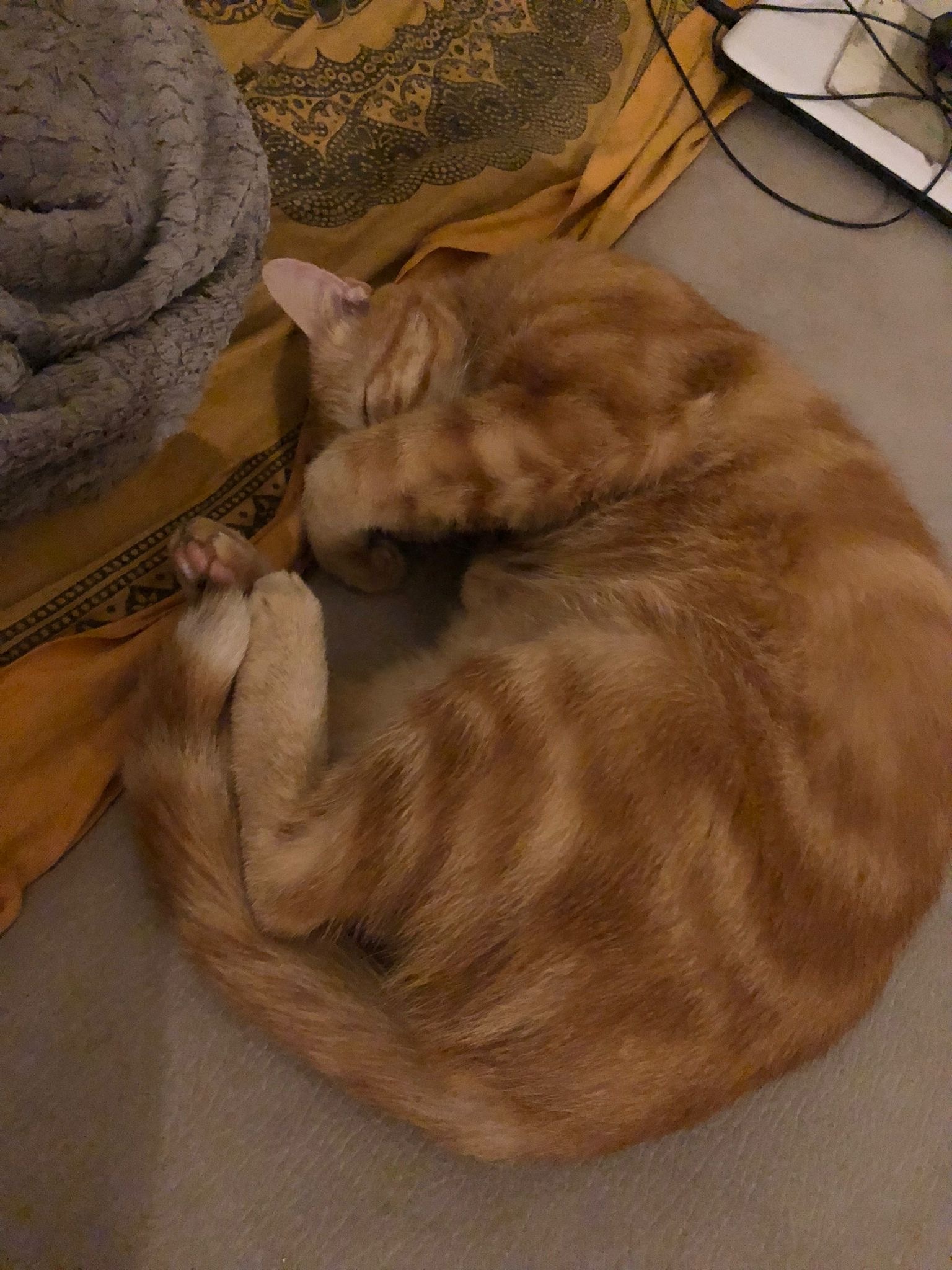 Profil de Emanuel, 20 ans, Adultère à Aylmer